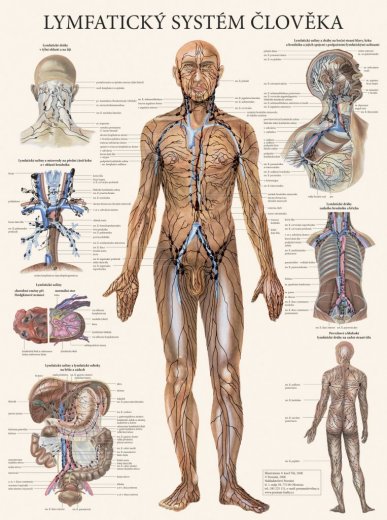 Lymfatický systém človeka - plagát